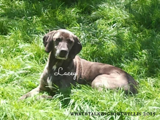 Lacey